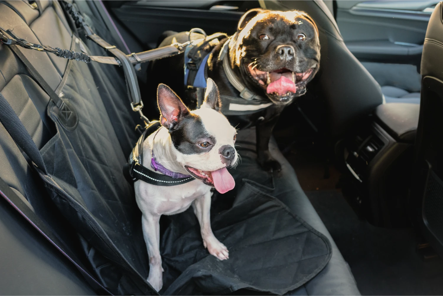 Ford Fusion Dog Safety Belt for Weimaraners