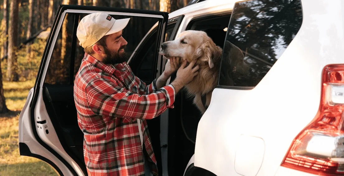 Ford Fusion Dog Safety Belt for Weimaraners